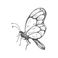 Hand drawn  butterfly sketch. Monochrome insect  doodle. Black and white vintage element.  Vector sketch.  Detailed retro style.