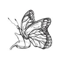 Hand drawn  butterfly sketch. Monochrome insect  doodle. Black and white vintage element.  Vector sketch.  Detailed retro style.