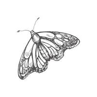Hand drawn  butterfly sketch. Monochrome insect  doodle. Black and white vintage element.  Vector sketch.  Detailed retro style.