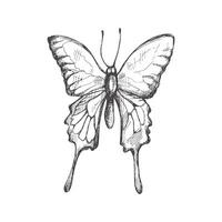 Hand drawn  butterfly sketch. Monochrome insect  doodle. Black and white vintage element.  Vector sketch.  Detailed retro style.