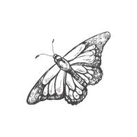 Hand drawn  butterfly sketch. Monochrome insect  doodle. Black and white vintage element.  Vector sketch.  Detailed retro style.