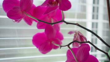 escarlata orquídea flores estar en el antepecho en el casa, ellos son dirigido hacia el ligero desde el ventana. superficial profundidad de campo. video