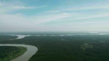 Aerial view of mangroves video