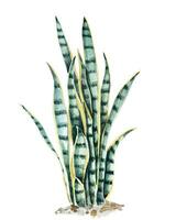 Tropical plants dragon tongue with watercolor.leaf of Snake plant for purifies the air.Hand drawn illustration houseplant - Succulent Sansevieria.Botanical ornamental tree. vector