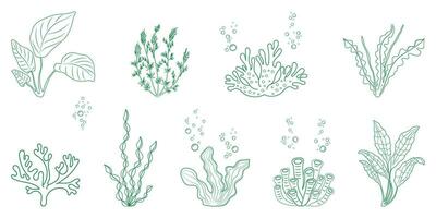 Seaweed linear illustration. Marine vegetation and corals in doodle style. Elements ofalga for design. vector