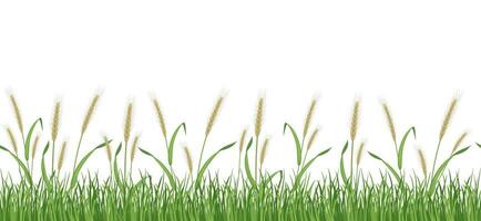 Rye field seamless border. Wheat pattern for packaging. Green ears in the grass on a white background. vector