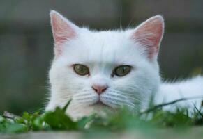 linda persa gato es posando en un hogar jardín a lutón pueblo de Inglaterra Reino Unido foto