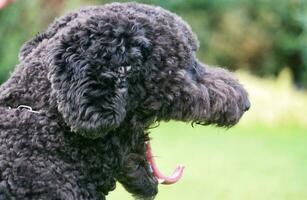 linda mascota perro es posando en un local público parque de Londres ciudad de Inglaterra genial Bretaña Reino Unido, mayo 23, 2023 foto