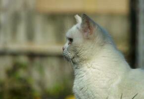 linda persa gato es posando en un hogar jardín a lutón pueblo de Inglaterra Reino Unido foto