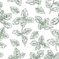 Hand Drawn Basil Leaves Seamless Pattern vector