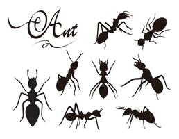 Vector ant silhouette on white background