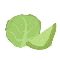 White cabbage whole and half, healthy green vegetable or dish ingredient vector