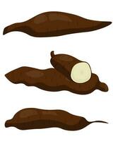 Yucca root set, brown starchy root whole and half vector