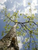 Summer tree in the sun rays photo