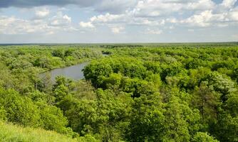 Green forest under deep blue sky photo