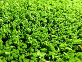 Green grass background close view photo