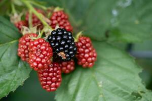 Rubus Blackberry wild forest flowers and fruits photo