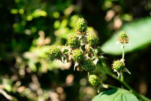 Rubus Blackberry wild forest flowers and fruits photo