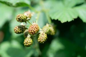 Rubus Blackberry wild forest flowers and fruits photo