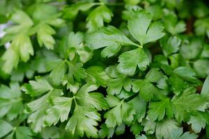 Fresco verde perejil o seco y frotado perejil petroselinum crispum foto