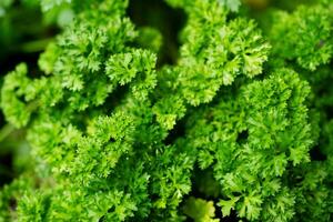 Fresh green parsley or dried and rubbed parsley Petroselinum crispum photo