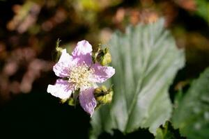 Rubus Blackberry wild forest flowers and fruits photo