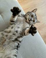 grey british short hair cat photo