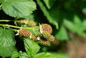 Rubus Blackberry wild forest flowers and fruits photo