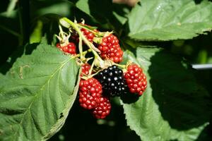 Rubus Blackberry wild forest flowers and fruits photo