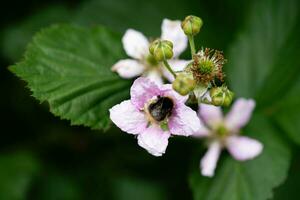 rubus Mora salvaje bosque flores y frutas foto