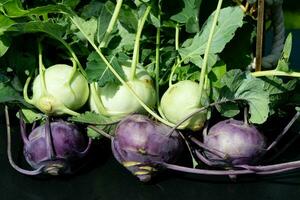 different types of kohlrabi Brassica oleracea from our own garden photo