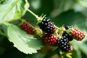 Rubus Blackberry wild forest flowers and fruits photo