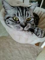 grey british short hair cat photo