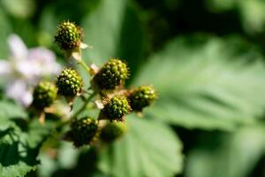 rubus Mora salvaje bosque flores y frutas foto