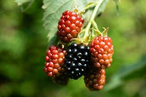 Rubus Blackberry wild forest flowers and fruits photo