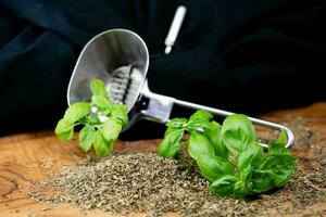 fresh dried basil Ocimum basilicum from our own garden photo