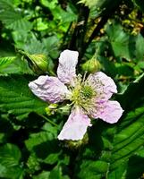 Rubus Blackberry wild forest flowers and fruits photo