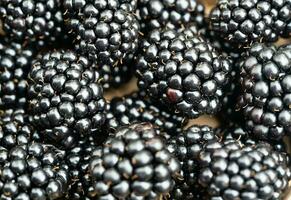 Rubus Blackberry wild forest flowers and fruits photo