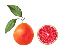 Fresh juicy grapefruit with half and leaves. Healthy food. Fruits for food packaging, juices, menus. Hand-drawn illustration with markers and watercolors. vector