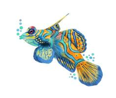 mandarín pez. multicolor vistoso personaje. mar salvaje animal. naturaleza submarino, mar salvaje Oceano pescado en el zoológico.mano dibujado. vector