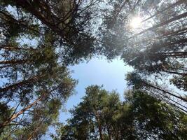 Green forest background. Nature and sun beams photo