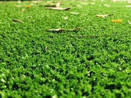 Green grass background close view photo