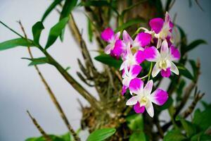 beautiful orchid flowers on tree photo