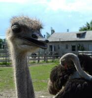 Two happy ostriches photo