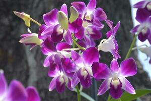 purple orchid blooming beauty nature in Bangkok Thailand photo