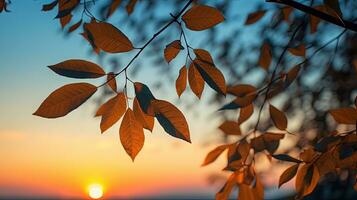 silueta oscuridad de árbol hojas en frente de un puesta de sol cielo con superficial profundidad de campo foto