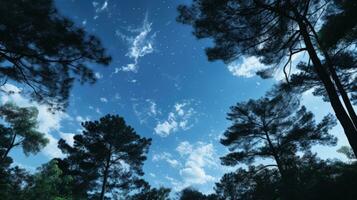 Park with trees under a blue sky. silhouette concept photo