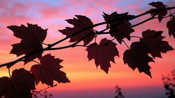 Silhouette of grape leaves at sunset photo