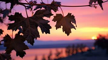 Silhouette of grape leaves at sunset photo