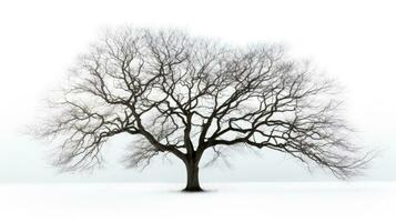 invierno árbol sin hojas en blanco antecedentes. silueta concepto foto